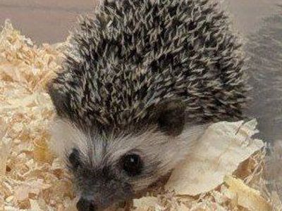 Adorable Male Baby Hedgehog -Alexx