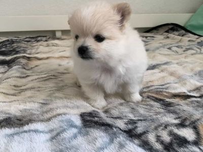 Pomeranian Puppies