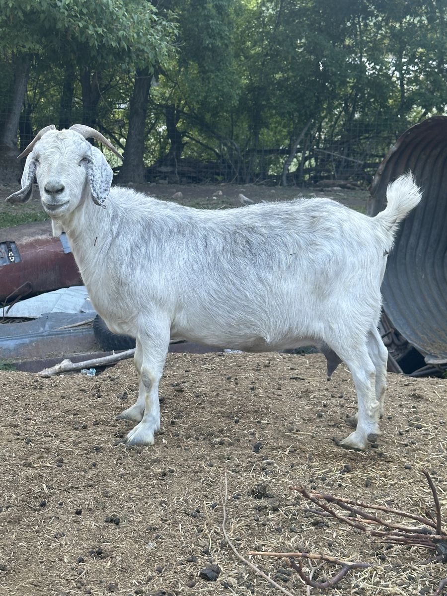 Boer goat pair