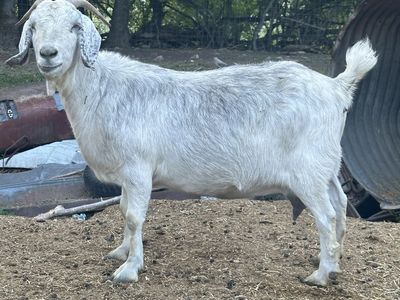 Boer goat pair