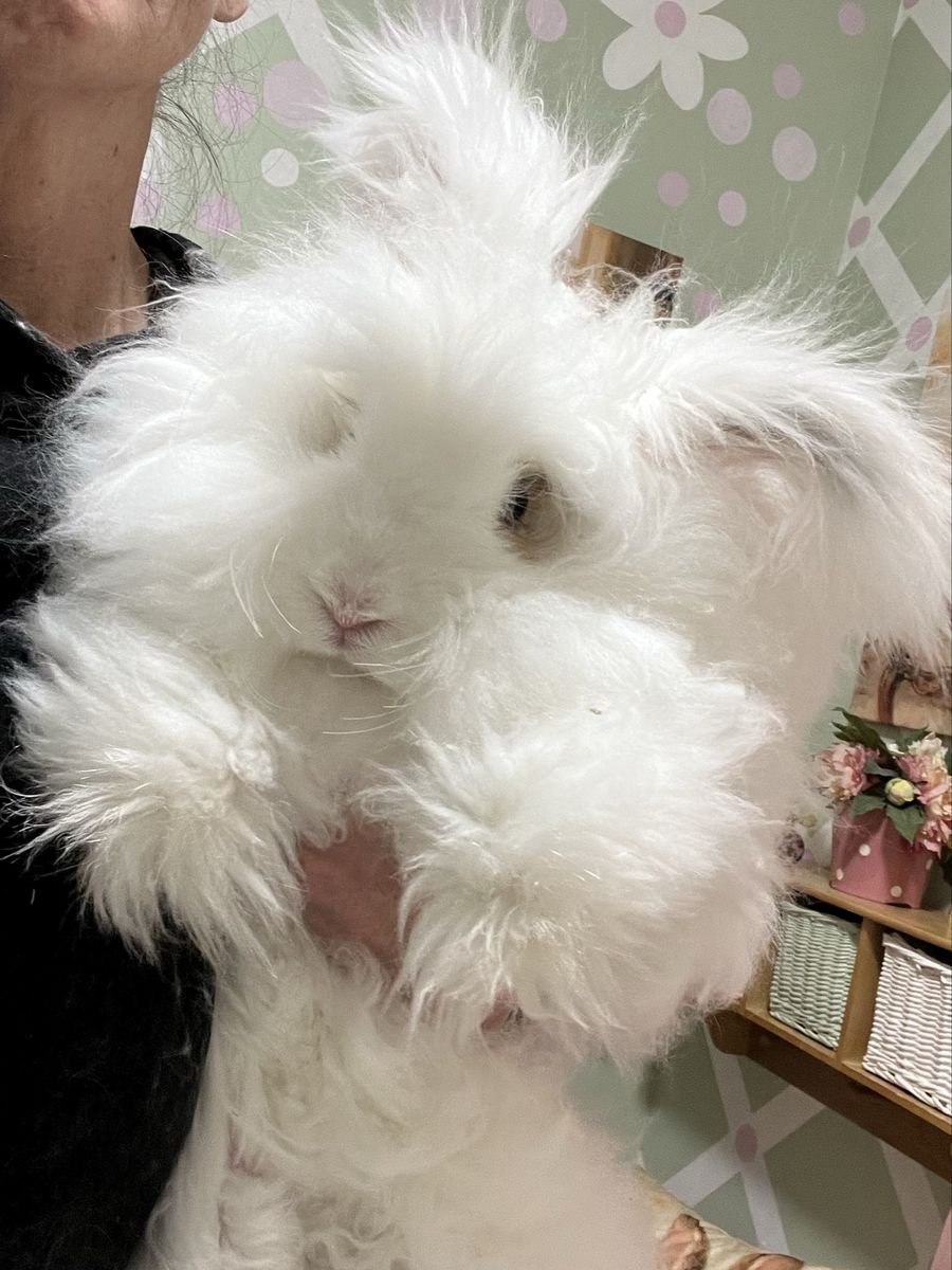 English Angora Waitlist