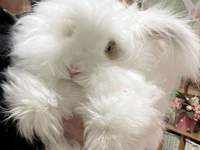 English Angora Waitlist