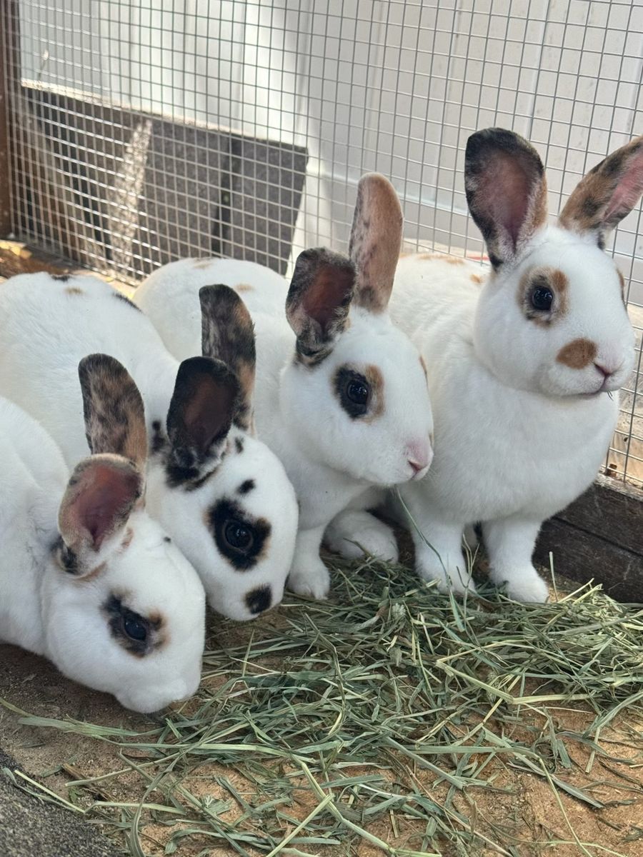 Mini Rex rabbits
