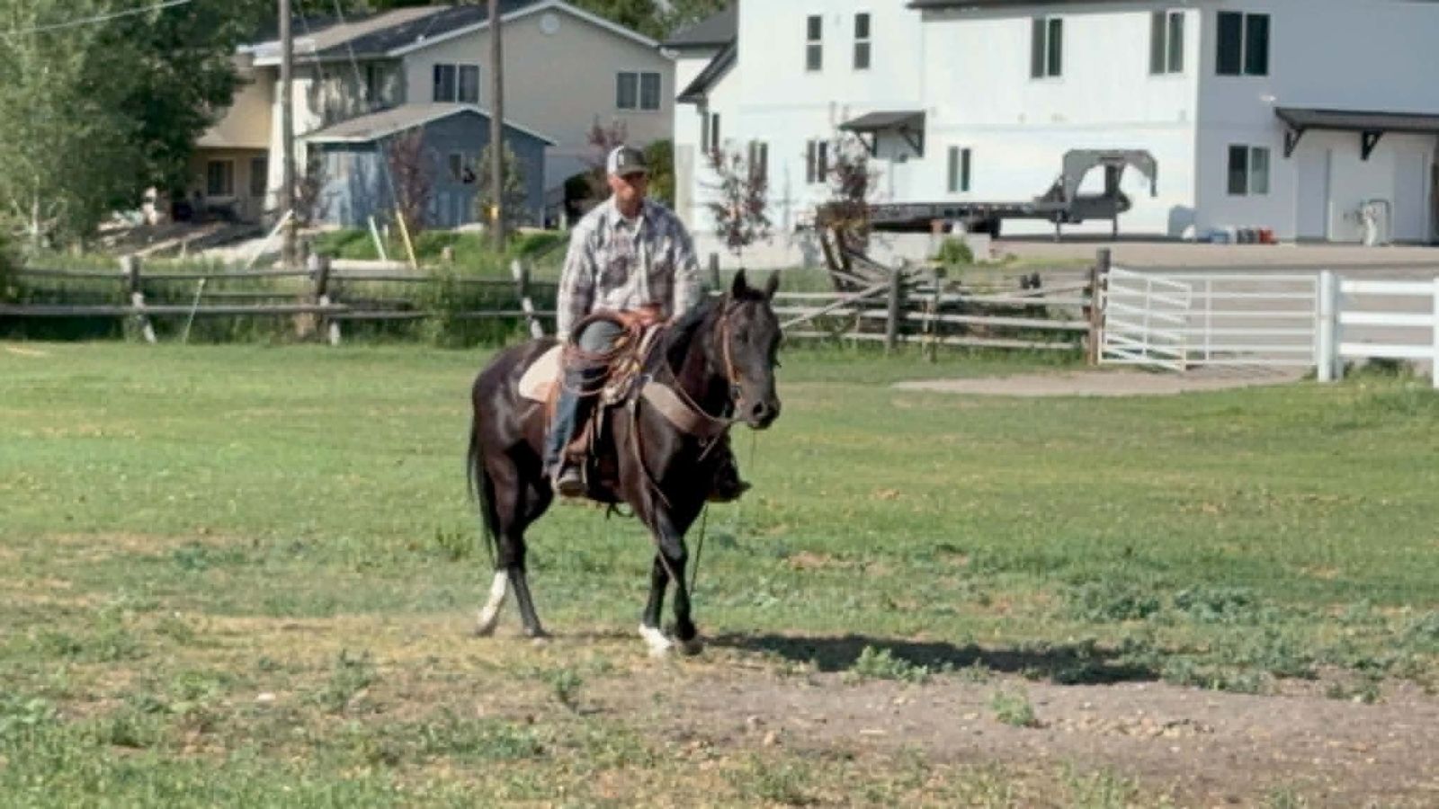 Alabi  Black Grade Gelding
