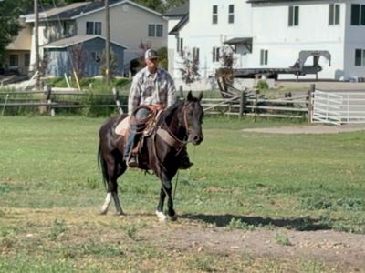 Alabi Black Grade Gelding