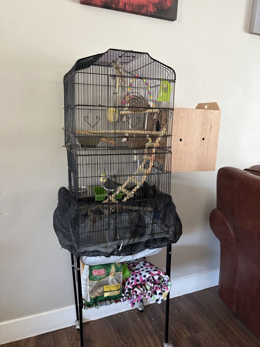 Birds and cage
