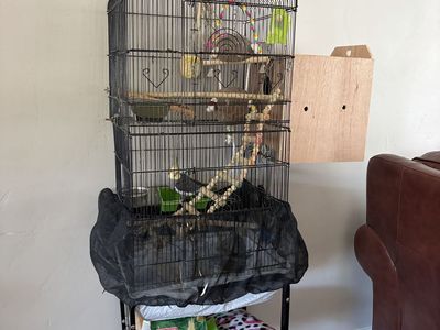 Birds and cage