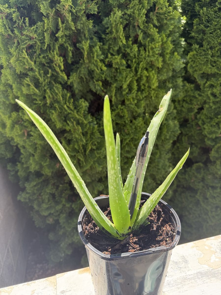 Aloe Vera / Sábila
