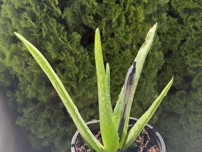 Aloe Vera / Sábila