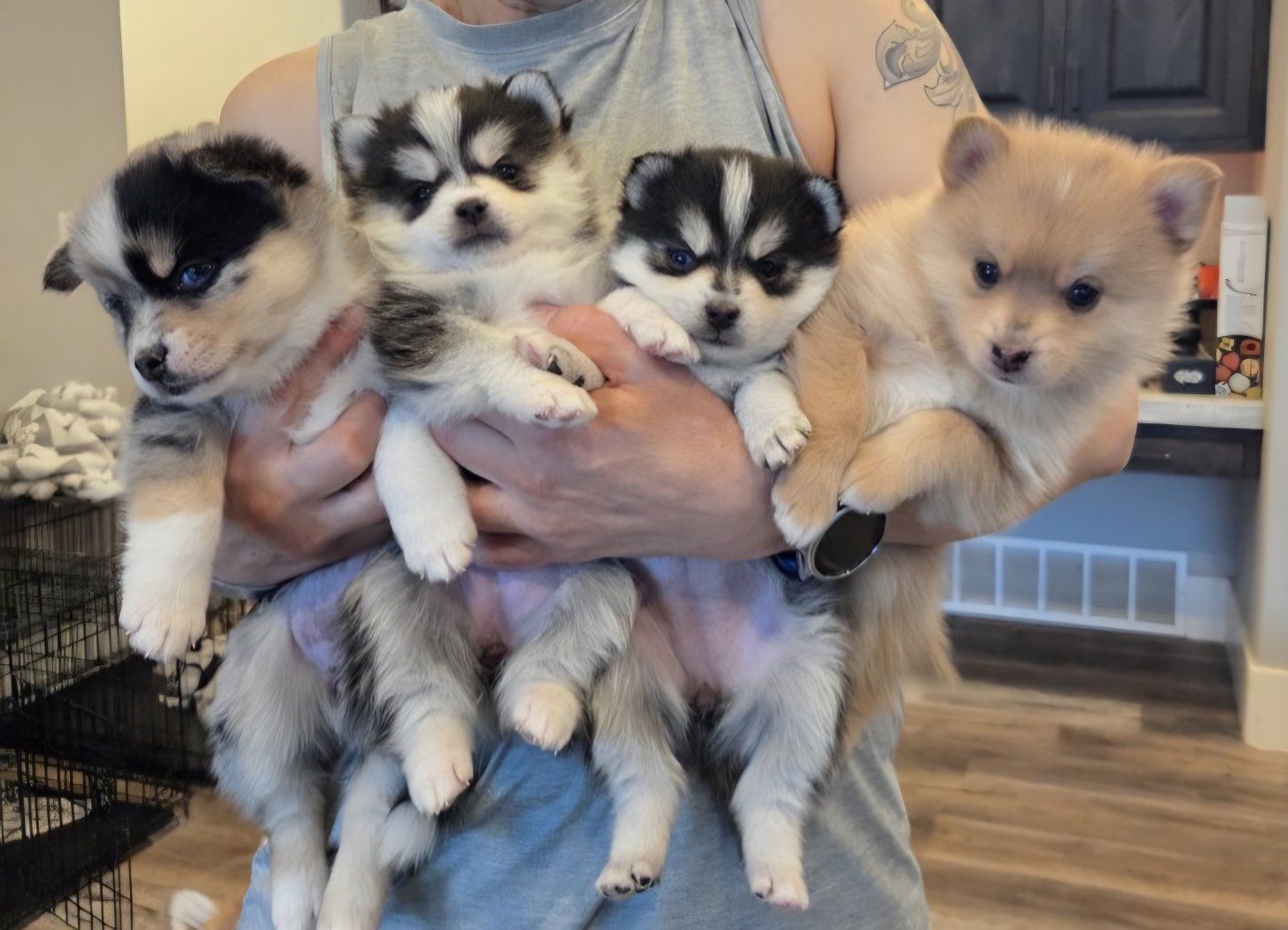 pomsky puppies