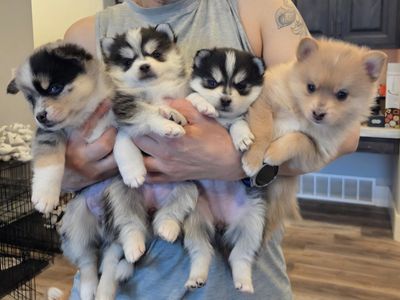 pomsky puppies