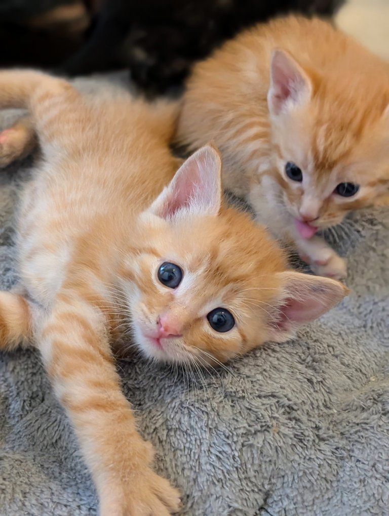 Playful, Well Socialized Orange Tabby Kittens