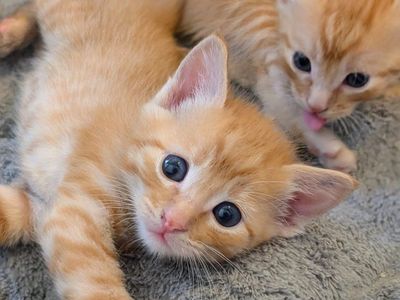Playful, Well Socialized Orange Tabby Kittens
