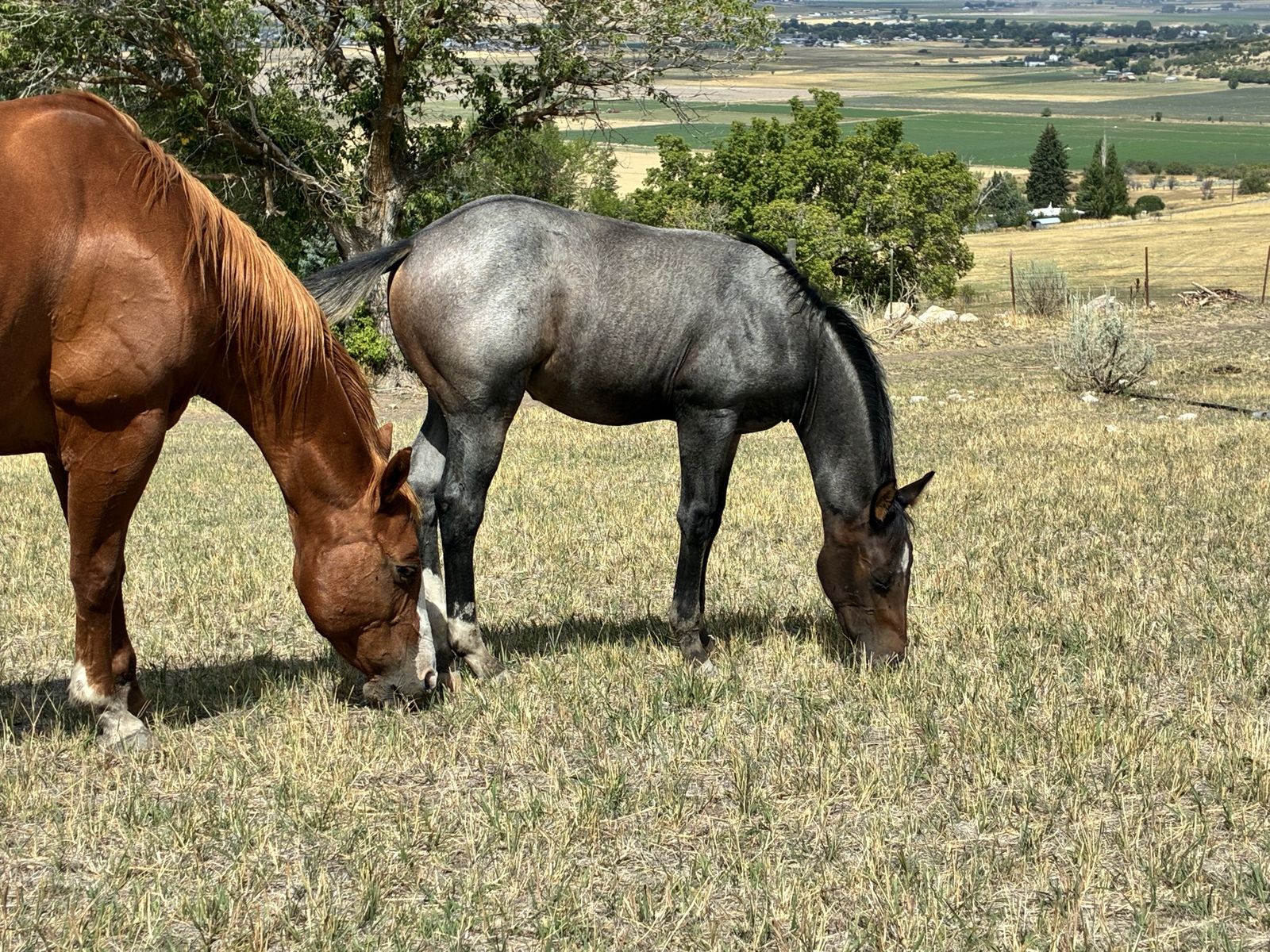 Aqha filly