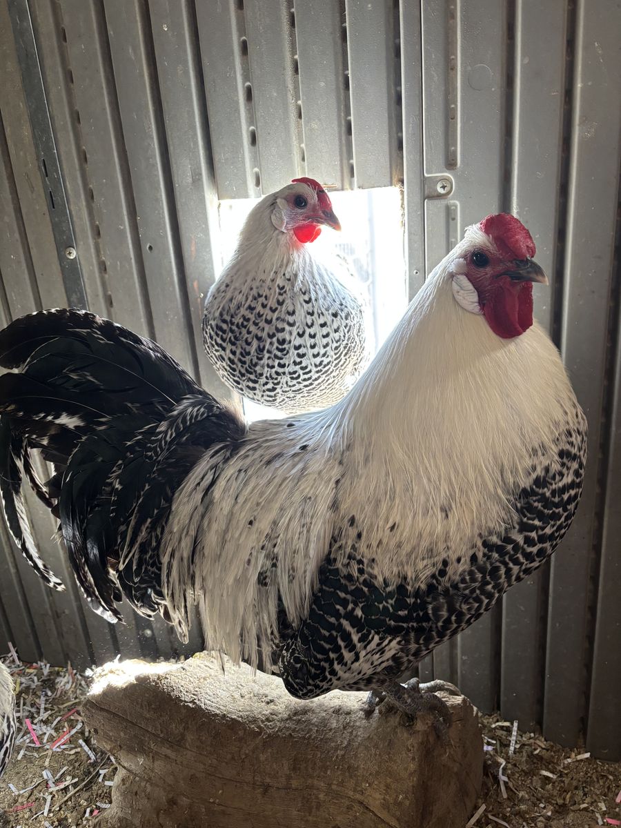 Silver Deathlayer Chicks