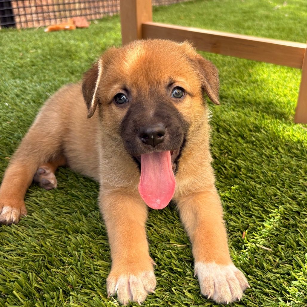 Hello my name is Mammoth