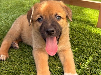 Hello my name is Mammoth