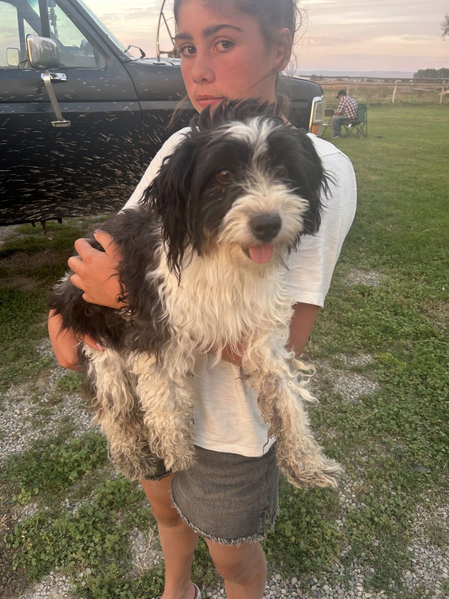 Mini Aussiedoodle Female