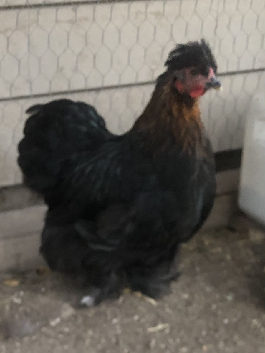 Bantam Cochin pair