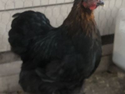 Bantam Cochin pair