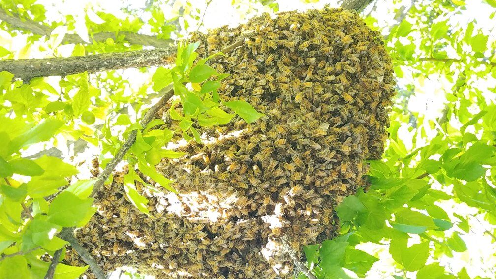 Bee swarm wanted