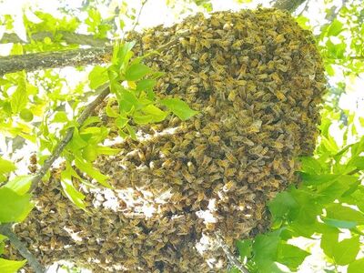 Bee swarm wanted