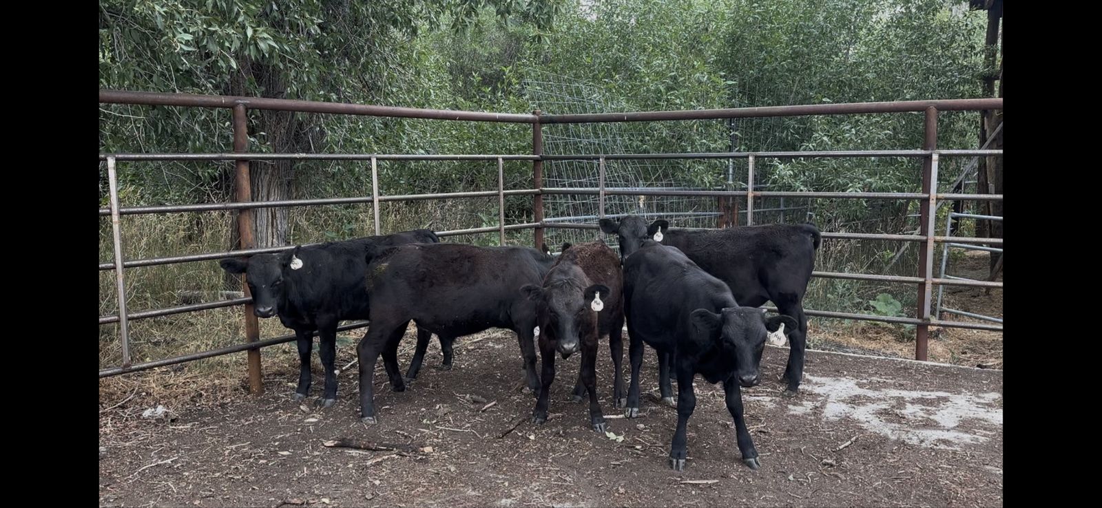 Beef Calves
