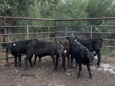 Beef Calves