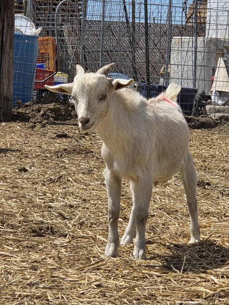 white billy pygmy goat
