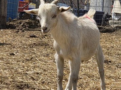 white billy pygmy goat