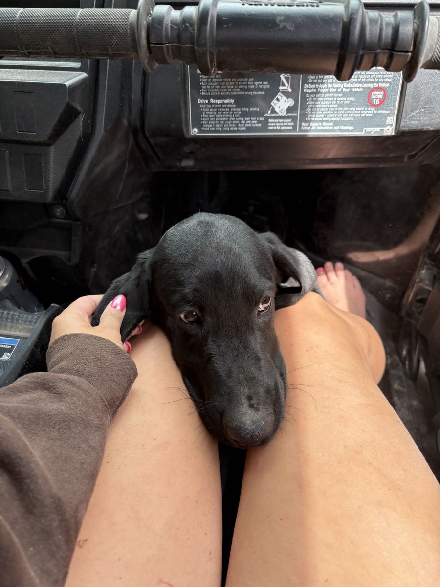 Black Labrador Retriever Puppy - Friendly Companion