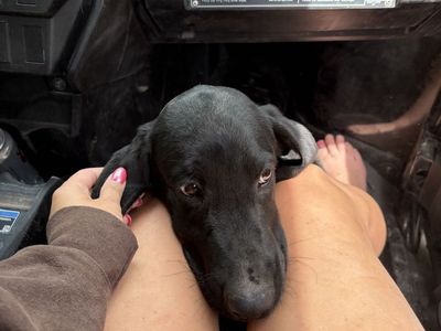 Black Labrador Retriever Puppy - Friendly Companion