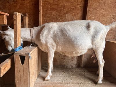 Purebred Saanen Doe in milk