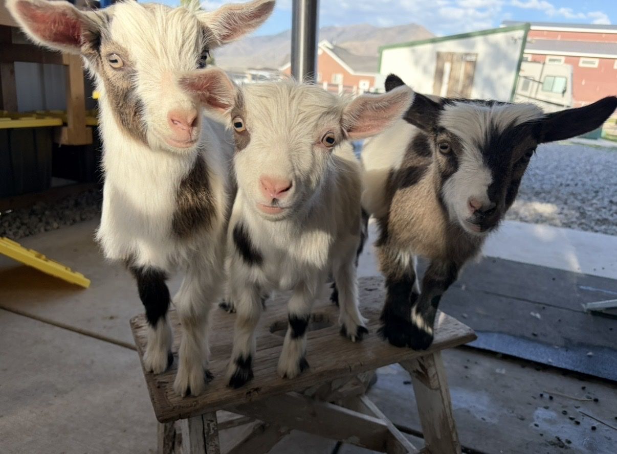 OMG LOOK AT THESE GOATS