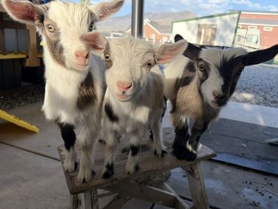 OMG LOOK AT THESE GOATS
