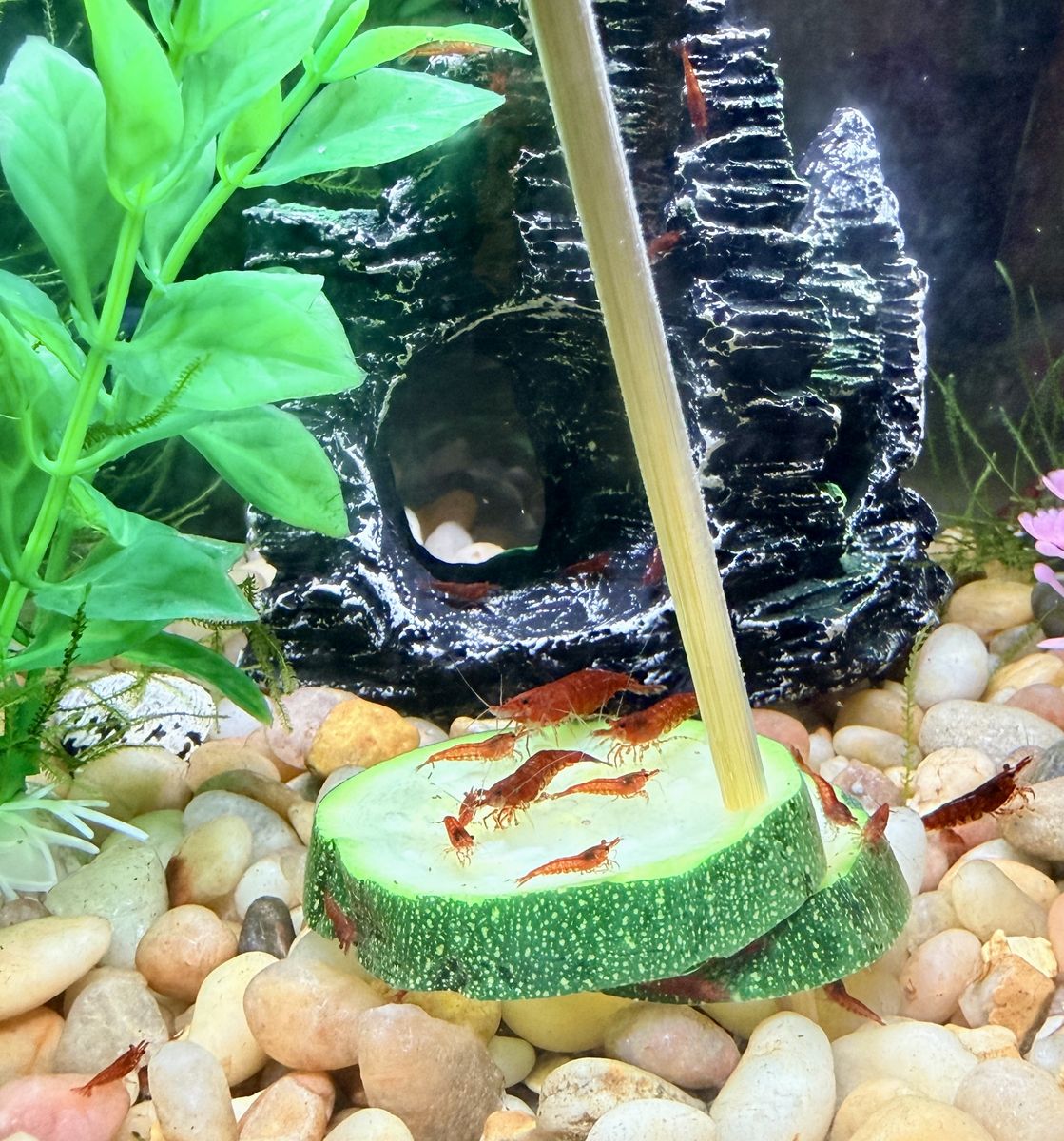 Cherry Shrimp Juveniles for Sale