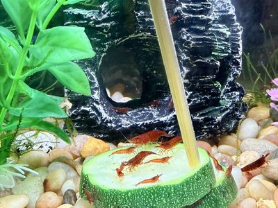 Cherry Shrimp Juveniles for Sale