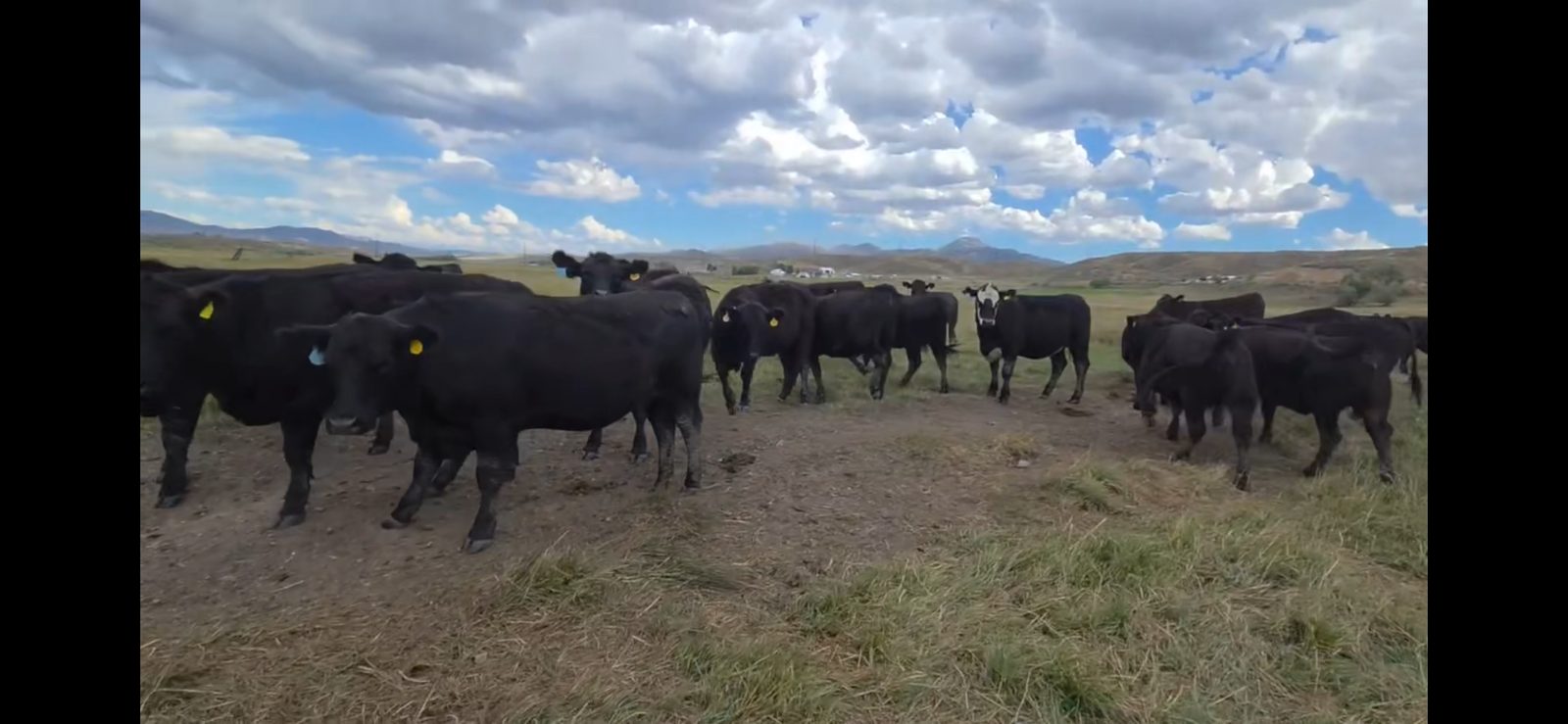 Bred Heifers