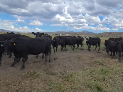 Bred Heifers