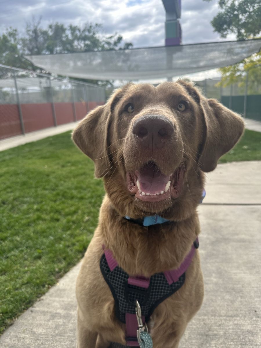 Sweetest Female Lab Mix