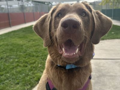 Sweetest Female Lab Mix