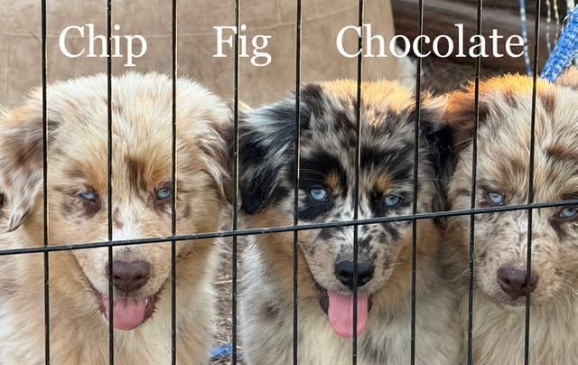 Purebred Standard Australian Shepherd Puppies