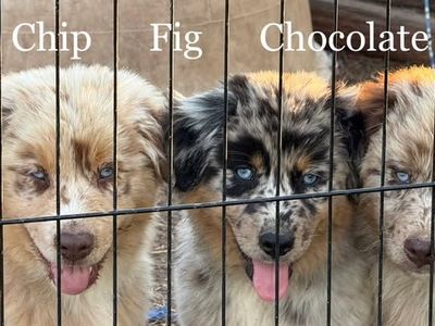Purebred Standard Australian Shepherd Puppies