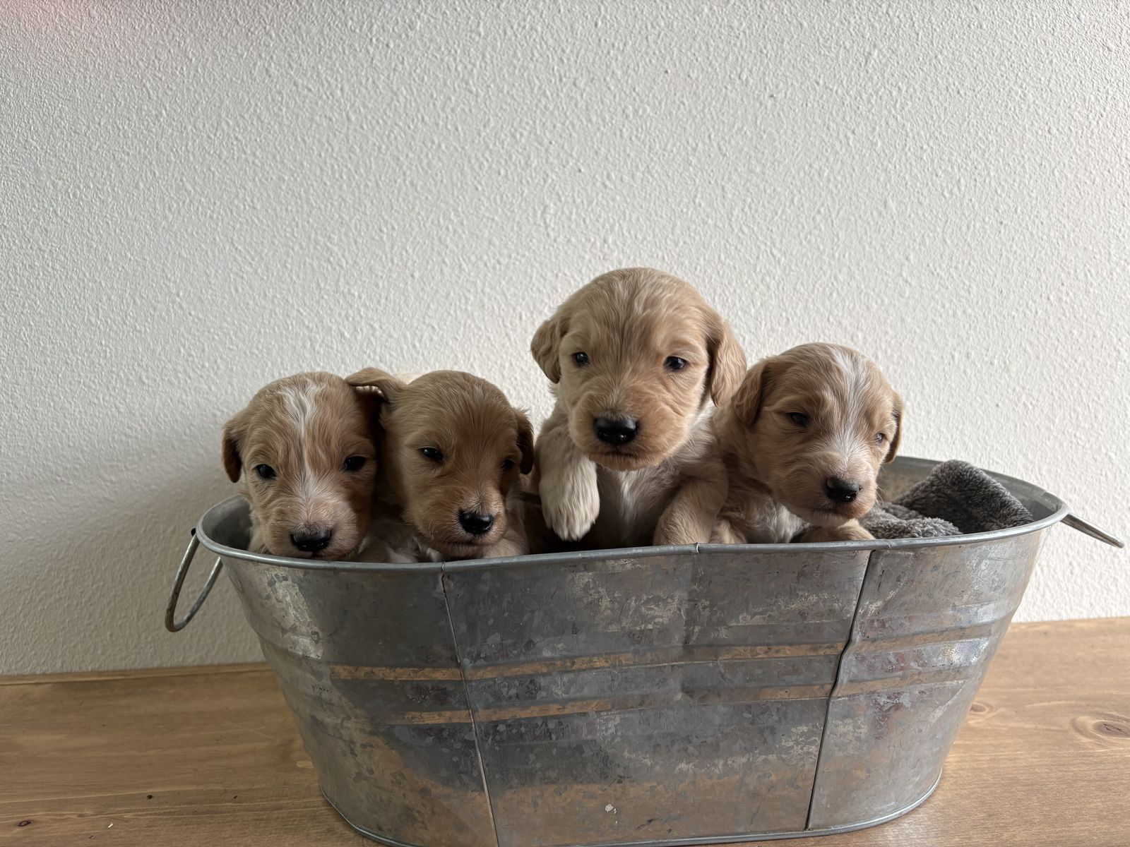 F1 Goldendoodle Puppies- hypoallergenic, full-sized