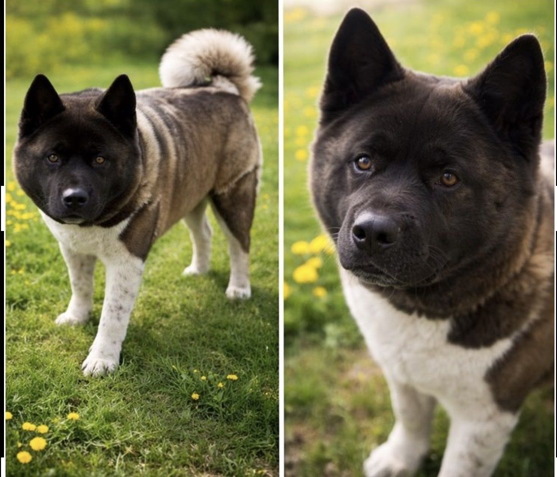 Akita Purebred Female – Needs Loving Home