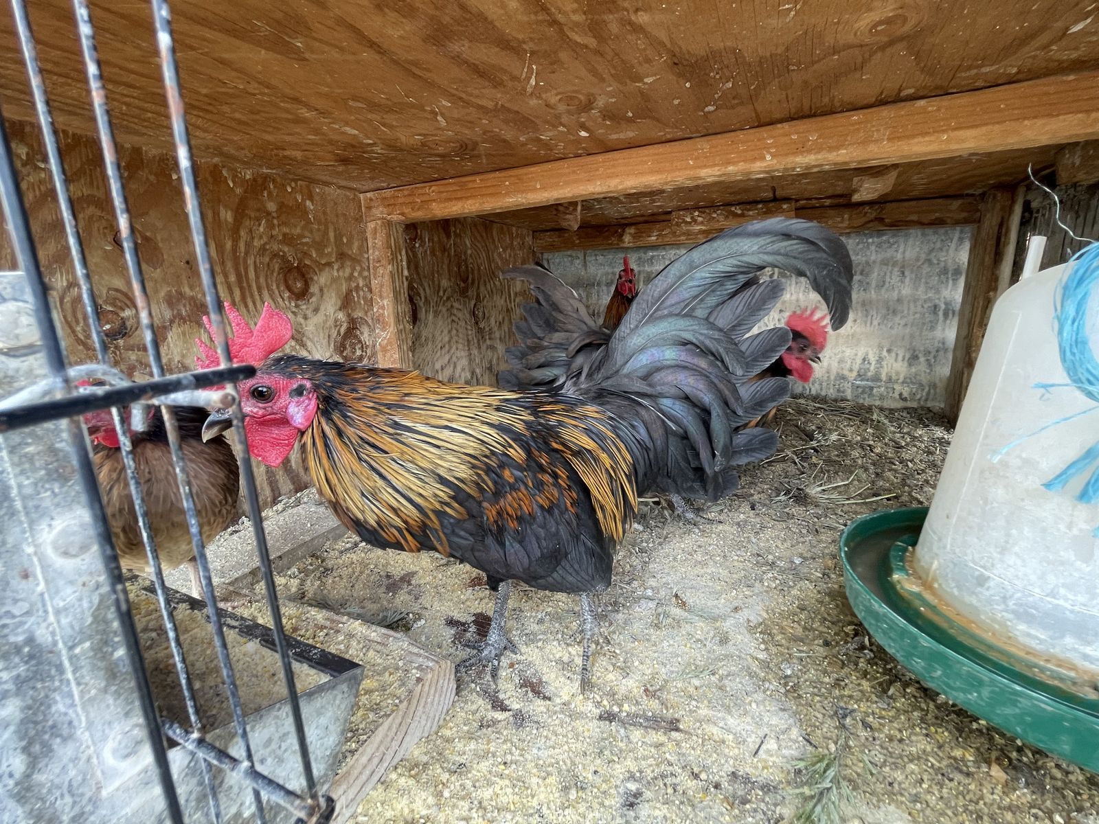 Kikiriki Hatching Eggs