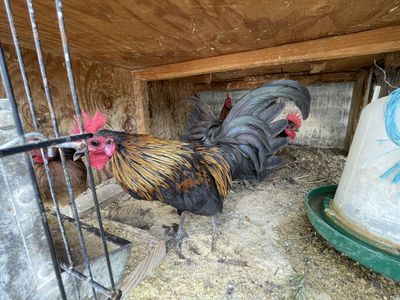 Kikiriki Hatching Eggs