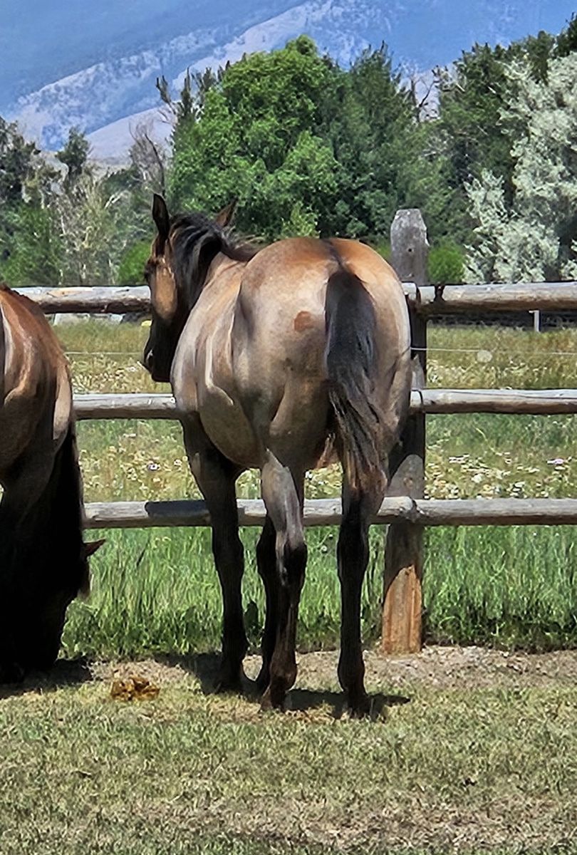 Padded Blue Jeans AQHA Blue Roan Yearling Gelding:  Foundation Hancock &  Paddy's Irish Whiskey on his papers
