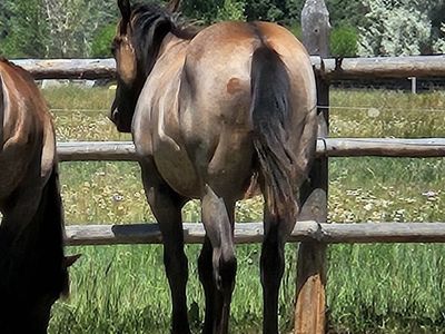 Padded Blue Jeans AQHA Blue Roan Yearling Gelding: Foundation Hancock & Paddy's Irish Whiskey on his papers