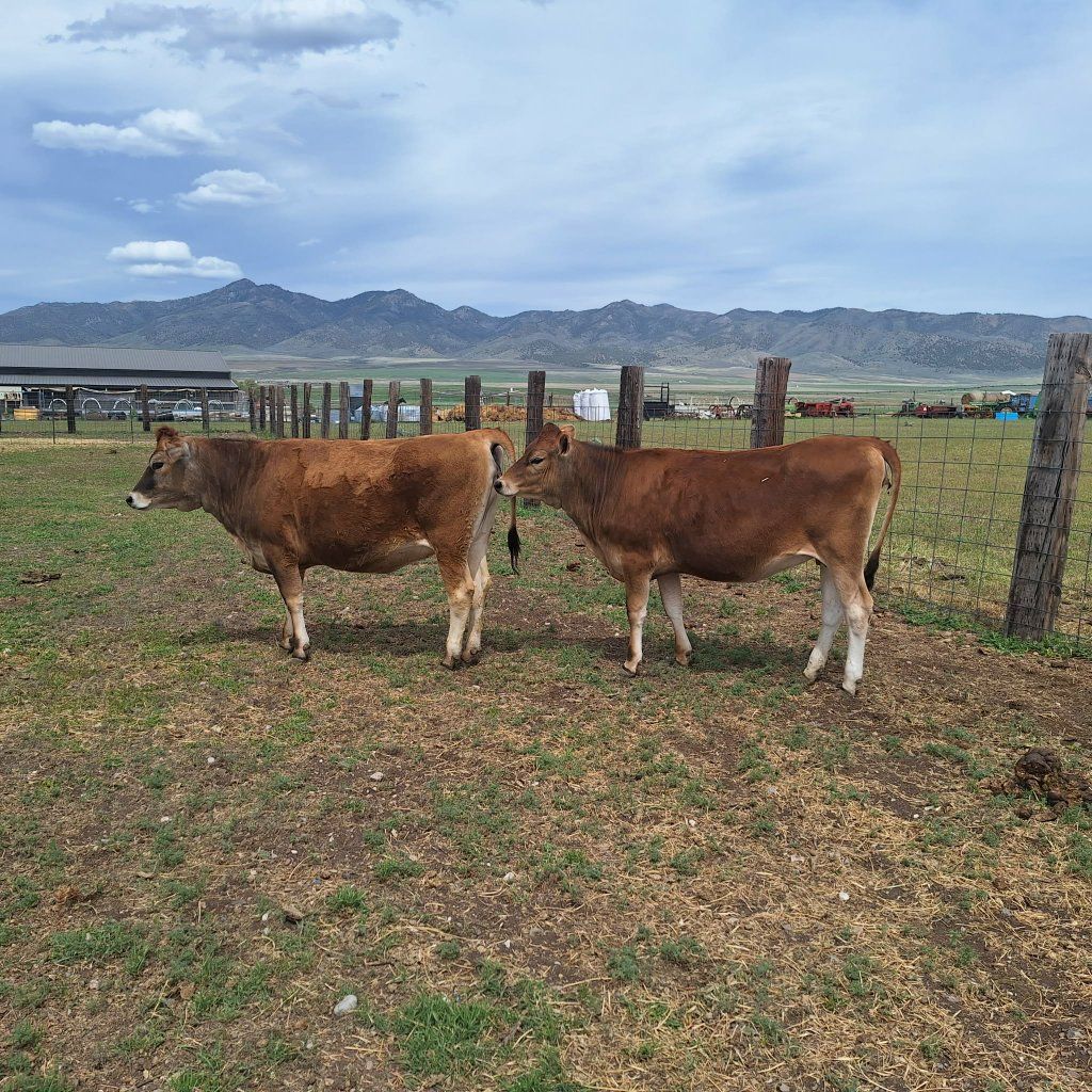 2 Jersey heifers